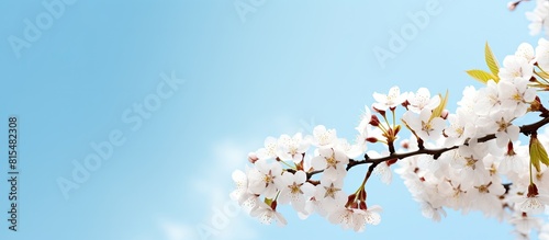 A sunny blue sky serves as the backdrop for a horizontal banner featuring blooming white flower branches The image provides a mock up template with copy space for text