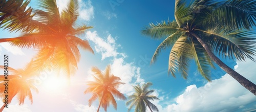 The vibrant sunlight filters through the swaying palm trees casting a picturesque scene with a serene and tropical ambiance. Creative banner. Copyspace image