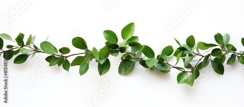 A stunning branch of green leaves against a white background perfect for adding copy space to your images