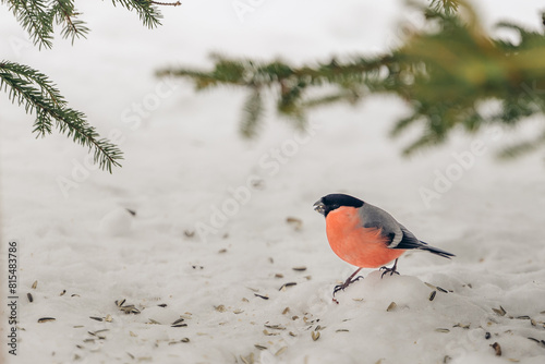 Eurasian bullfinch standing on snow with tree branches above photo