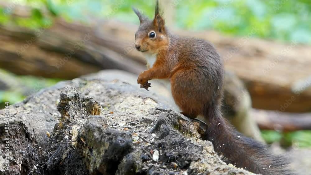 Eurasian red squirrel stands on a big tree branch eating seeds in daytime Eurasian red squirrel stands on a big tree branch eating seeds in daytime