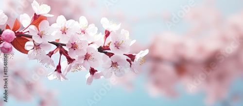 Pastel toned copy space image of cherry blossoms in spring