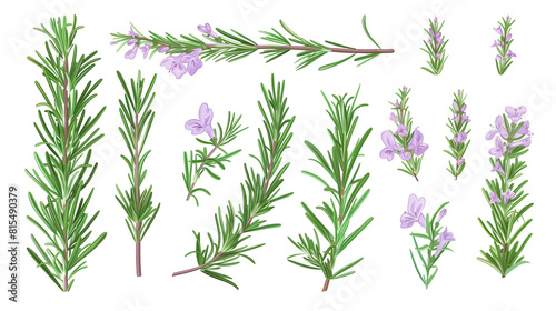 Set of rosemary elements  featuring rosemary flowers  needle-like leaves  and woody stems  used in culinary and aromatic applications 