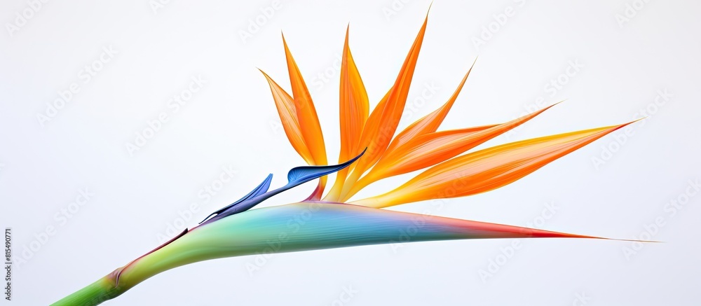 A stunning Bird of Paradise flower captured in a copy space image standing out against a pristine white background A stunning Bird of Paradise flower captured in a copy space image standing out against a pristine white background