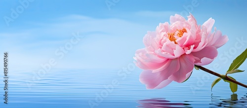 A beautiful pink peony blooms elegantly in front of a vibrant blue background leaving ample space for additional images or text
