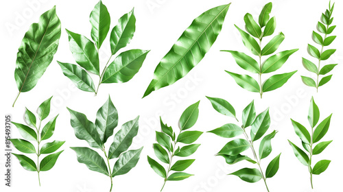 Set of curry leaves  highlighting their vibrant green leaves essential in South Indian cooking for their unique aroma and taste