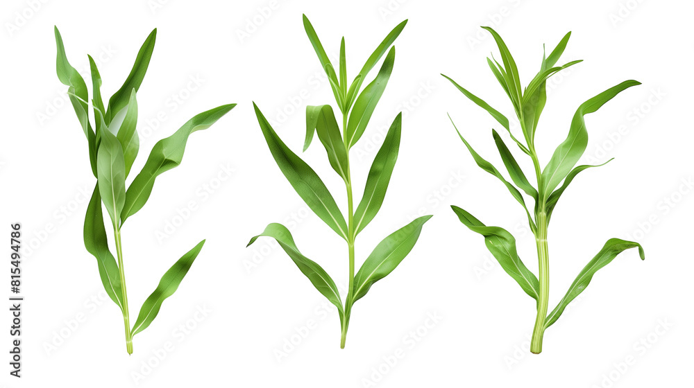 Fototapeta premium Set of tarragon leaves, showing their long, slender leaves popular in French cuisine, known for their distinctive anise-like flavor