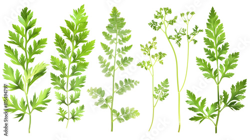 Set of chervil leaves  showcasing their delicate  lace-like leaves often used to enhance the flavors of French cuisine