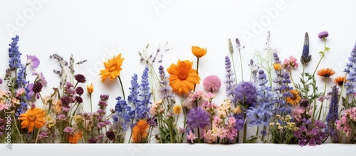 A copy space image of wildflowers set against a white paper backdrop