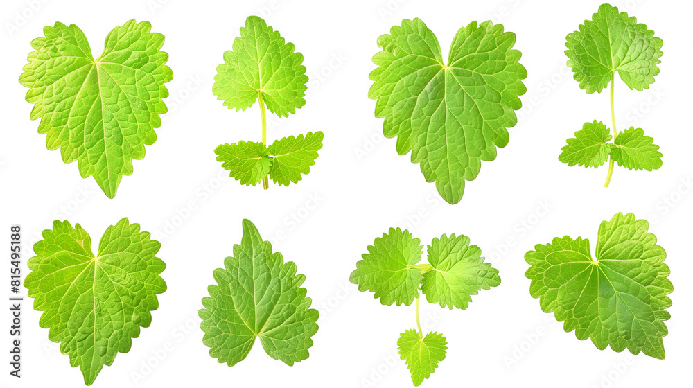 Set of lemon balm leaves, displaying their heart-shaped, lemon-scented leaves used in teas and as a mosquito repellent Set of lemon balm leaves, displaying their heart-shaped, lemon-scented leaves used in teas and as a mosquito repellent