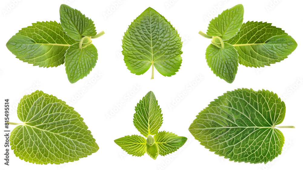 Set of borage leaves, featuring their coarse, hairy texture known for their cucumber-like taste Set of borage leaves, featuring their coarse, hairy texture known for their cucumber-like taste