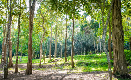 Fototapeta Naklejka Na Ścianę i Meble -  the atmosphere of the forest in Thailand 