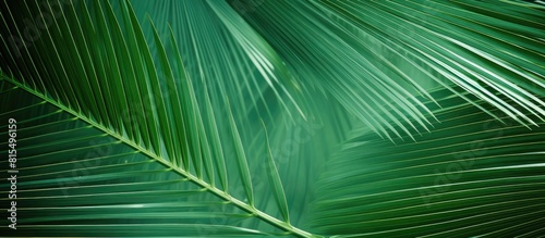 Close up image of palm leaves in the background ideal for wallpaper as a backdrop for text or for advertising purposes Perfect as a copy space image