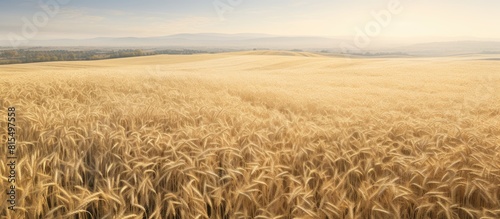 A summer farm wheat field harvest crops captured in an aerial landscape with a copy space image
