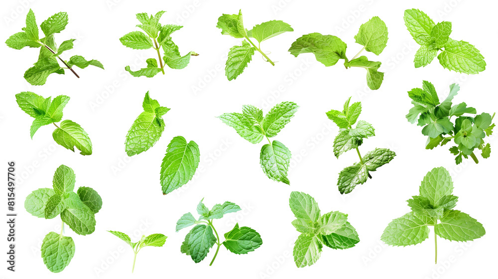Set of mint leaves, known for their refreshing scent and jagged edges, widely used in drinks and dishes Set of mint leaves, known for their refreshing scent and jagged edges, widely used in drinks and dishes