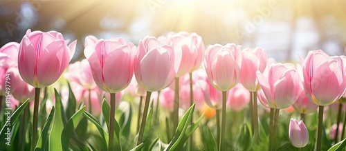 A close up image of pink tulips in a sunny garden with space for text. Creative banner. Copyspace image #815497794
