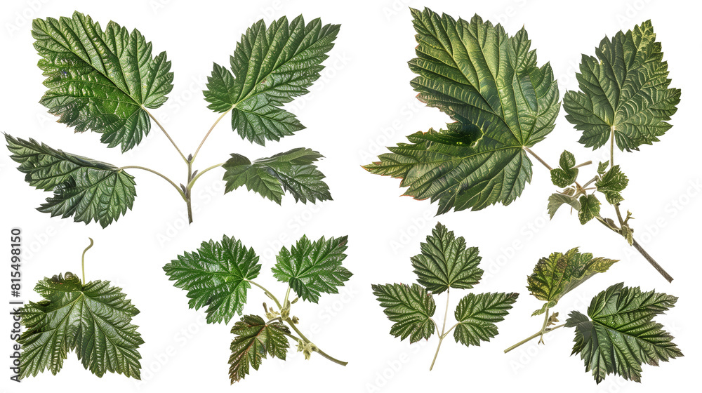Fototapeta premium Set of wild blackberry leaves, with their characteristic serrated edges and coarse texture, often found in hedgerows,