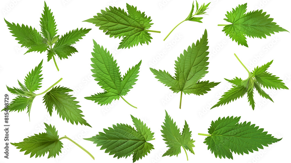 Set of wild nettle leaves, known for their stinging hairs and serrated edges, used in traditional medicine and cooking, Set of wild nettle leaves, known for their stinging hairs and serrated edges, used in traditional medicine and cooking,