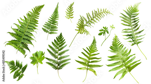 Set of wild fern leaves, showcasing their intricate frond structures, common in shady forest undergrowth, photo