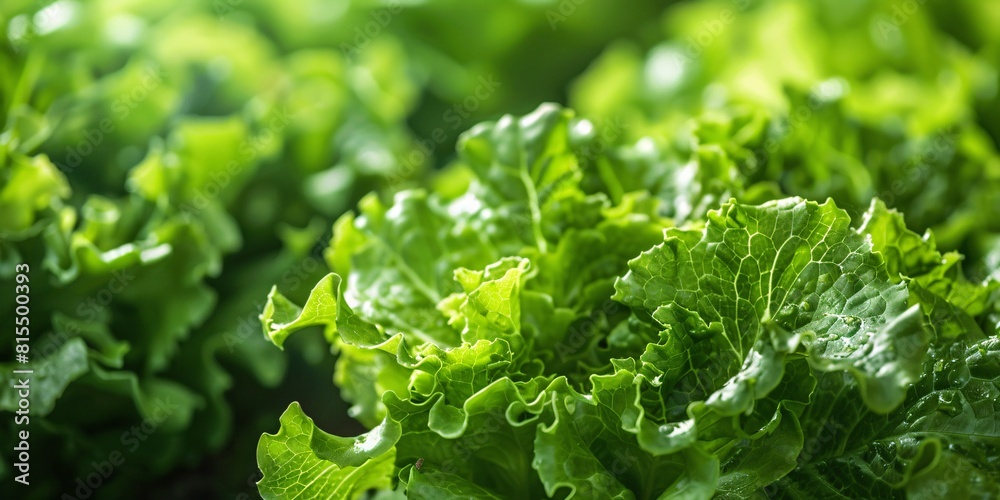 Organically-grown hydroponic vegetables at a lush farm, perfect for fresh, green salads. Organically-grown hydroponic vegetables at a lush farm, perfect for fresh, green salads.