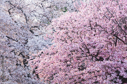 2本の桜

