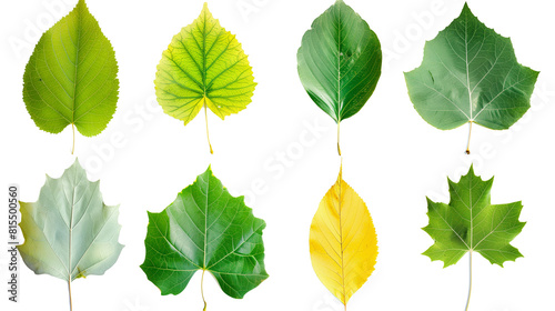 Set of cottonwood tree leaves  noted for their broad  triangular shape and fluttering movement  transitioning from lush green to golden in fall