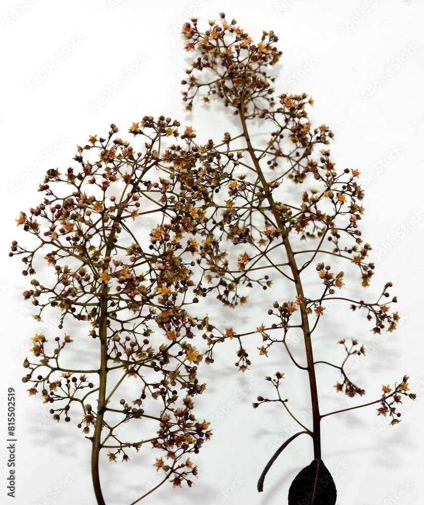 Fototapeta premium Cotinus coggygria bush blossoming at spring in park close up