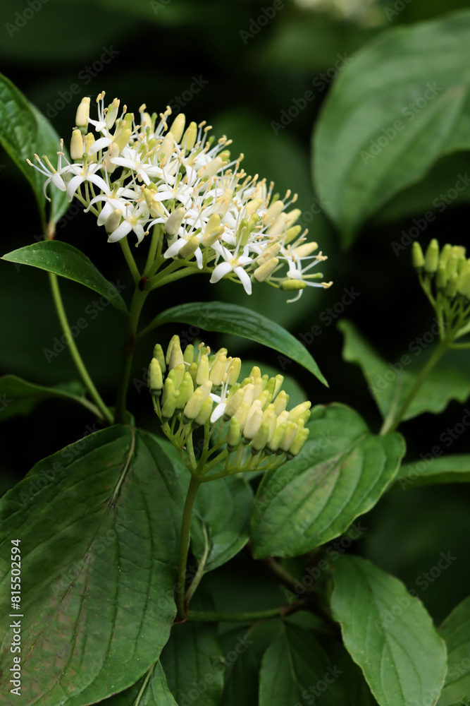 Obraz premium white flowers of Cornus sanguinea-common dogwood close up