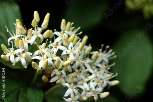 white flowers of  Cornus sanguinea-common dogwood close up photo