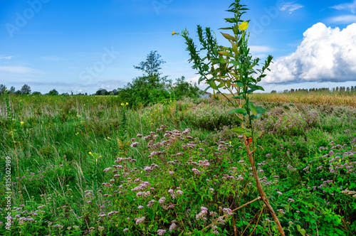 Wild plants, and flowers in the uncultivated countryside photo