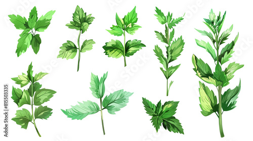 Set of mint leaves  emphasizing their fresh  aromatic qualities and deep green color  popular in both culinary and medicinal uses 