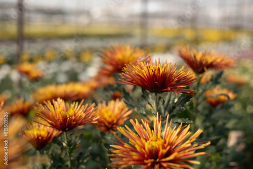 Beautiful orange chrysanthemum in the garden