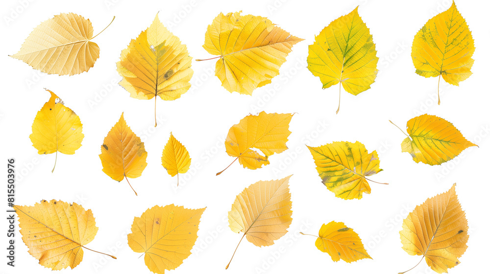 Obraz premium Set of birch leaves, capturing their delicate, triangular shapes and vibrant yellow fall colors