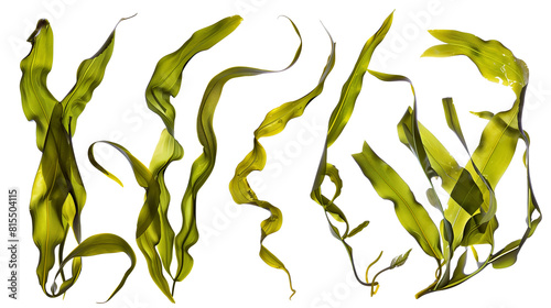Set of kelp leaves, emphasizing their long, ribbon-like underwater forms, essential to marine ecosystems,