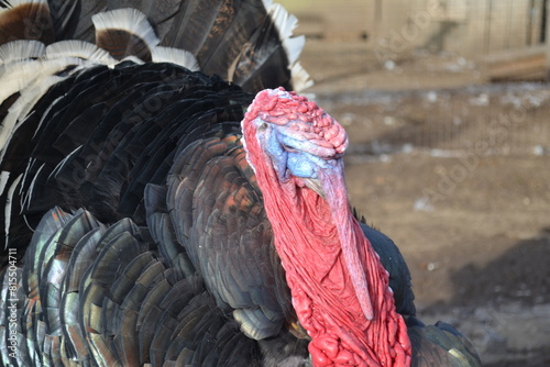 big turkey on the farm