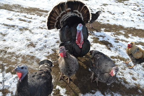 big turkeys on the farm