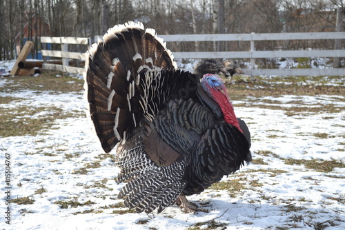 big turkey on the farm