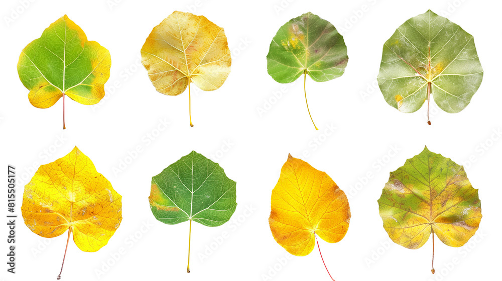 Fototapeta premium Set of aspen leaves, showcasing their unique round shape and fluttering behavior, transitioning from summer green to autumn gold,