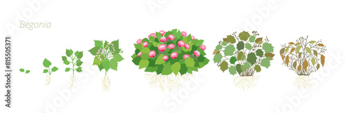 Vector Illustrations of Begonia Flower Growth. Caring for house plants. Flower lifecycle.