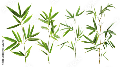 Set of bamboo leaves  emphasizing their long  narrow form and vibrant green hue  typical of fast-growing clumps 