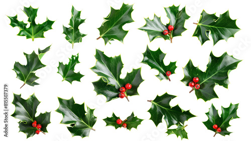 Set of holly leaves, showcasing their iconic spiky edges and deep green color, often accompanied by bright red berries