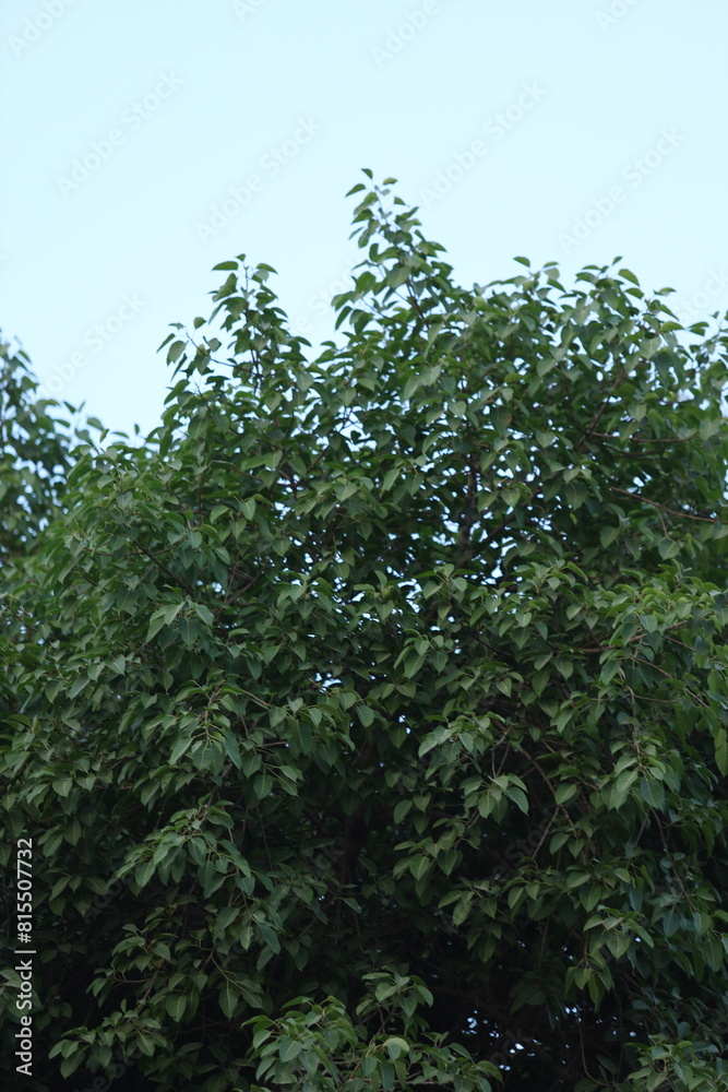 Fototapeta premium trees and sky