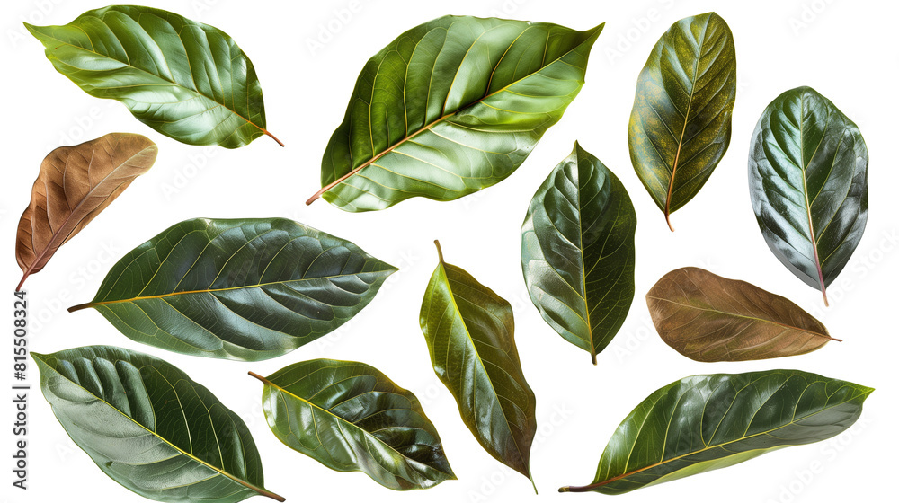 Set of magnolia leaves, featuring their glossy, leathery texture and rich green color with a brown underside