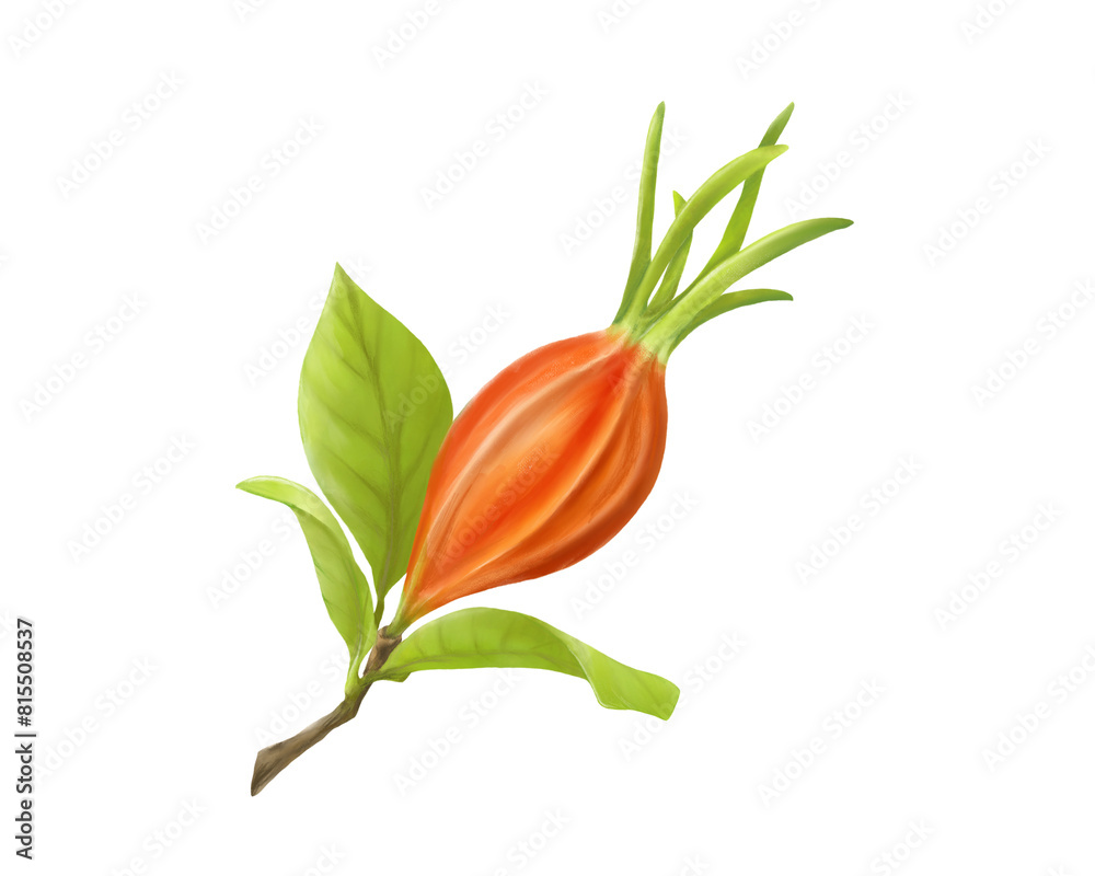 Obraz premium クチナシの実のリアルな水彩イラスト（枝葉あり）