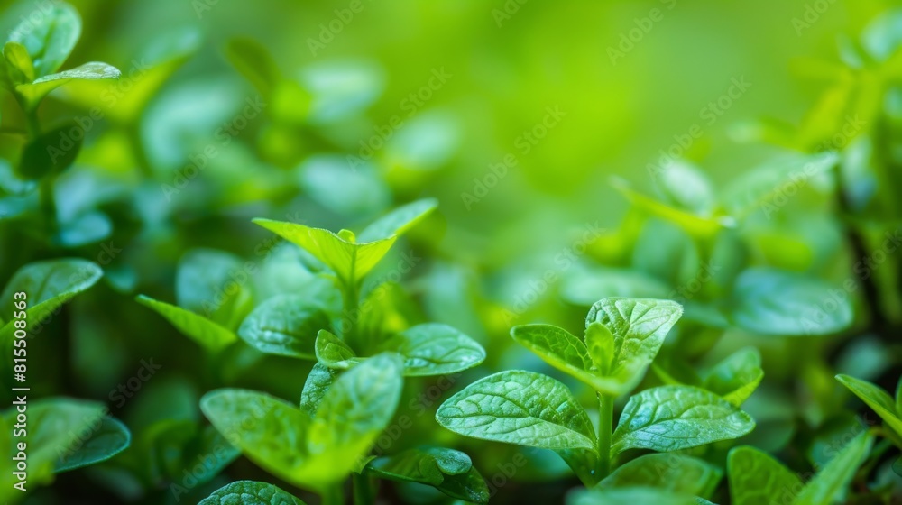 close up of green leaves close up of green leaves