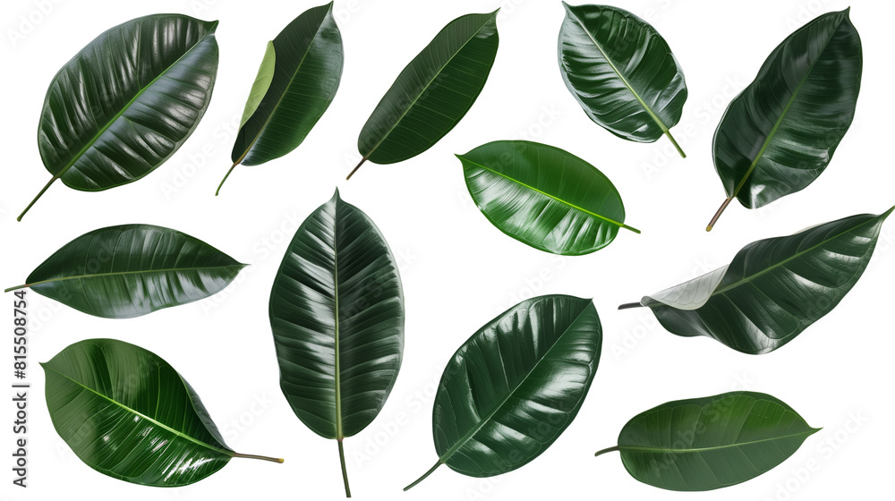 Set of rubber plant leaves, emphasizing their thick, glossy texture and deep green color,