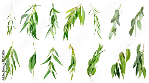 Set of willow leaf varieties, showcasing long, narrow leaves that cascade gracefully, photo