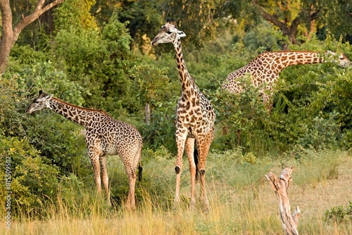 Thornicrofts Giraffe  Giraffa camelopardalis thornicrofti  in South Luangwa National Park. Zambia. Africa.