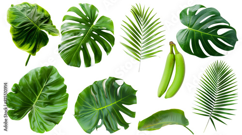 Set of tropical leaves including monstera, banana, and palm, showcasing exotic shapes and vibrant greens