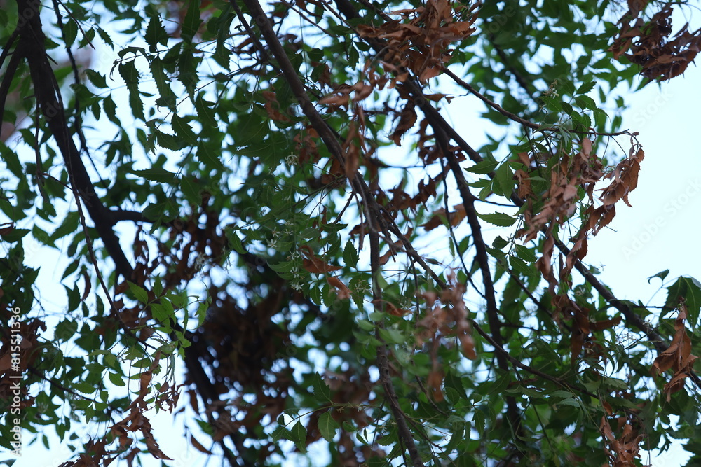 Fototapeta premium branches of a tree with leaves